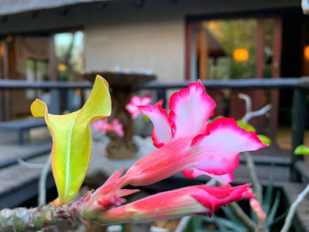 Hoedspruit Raptors Lodge N16 Dış mekan fotoğraf